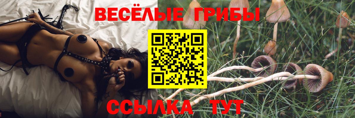 Галлюциногенные грибы Psilocybine cubensis Камышин